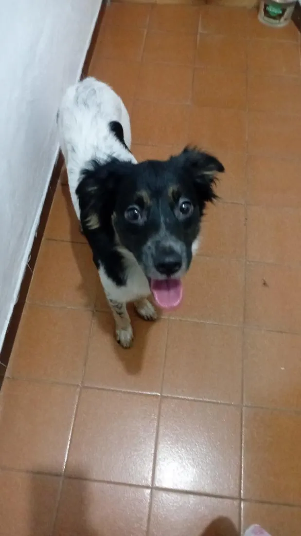 Cachorro raça SRD-ViraLata idade 7 a 11 meses nome Paçoca