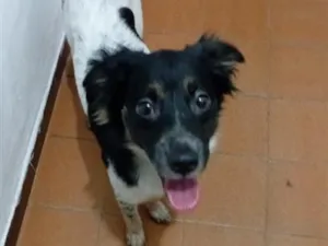Cachorro raça SRD-ViraLata idade 7 a 11 meses nome Paçoca