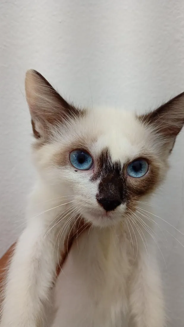 Gato raça Siamês idade 2 a 6 meses nome sem nome 