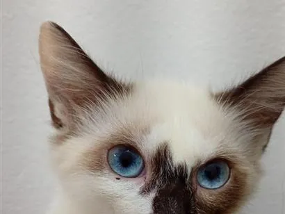 Gato raça Siamês idade 2 a 6 meses nome sem nome 