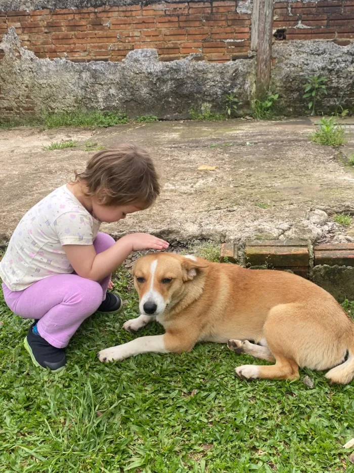 Cachorro raça SRD-ViraLata idade 3 anos nome Tody