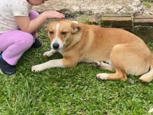 Cachorro raça SRD-ViraLata idade 3 anos nome Tody