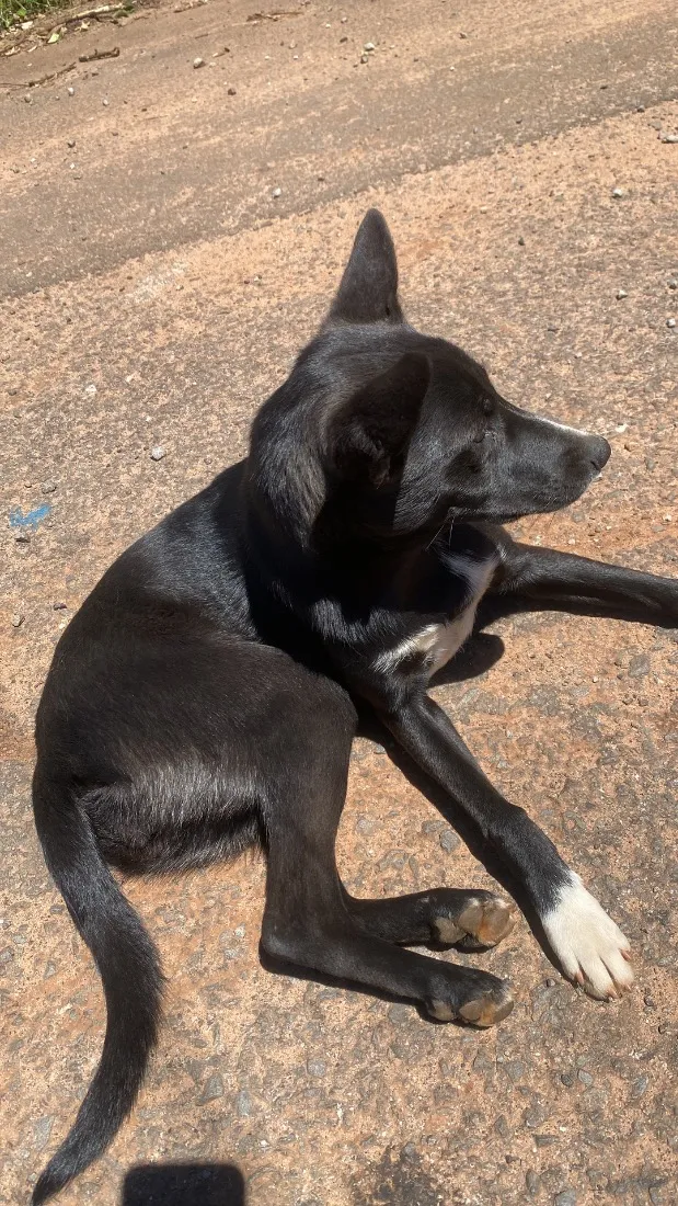 Cachorro raça SRD-ViraLata idade 3 anos nome Preta 