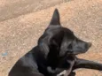 Preta 