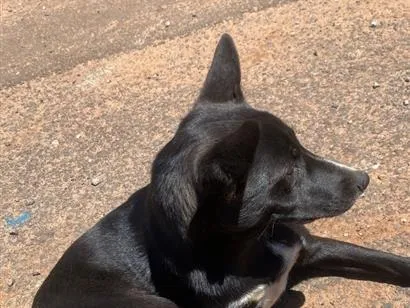 Cachorro raça SRD-ViraLata idade 3 anos nome Preta 