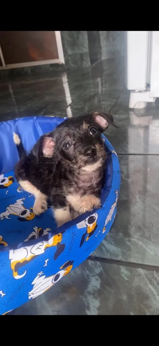 Cachorro raça SRD-ViraLata idade 2 a 6 meses nome Bob