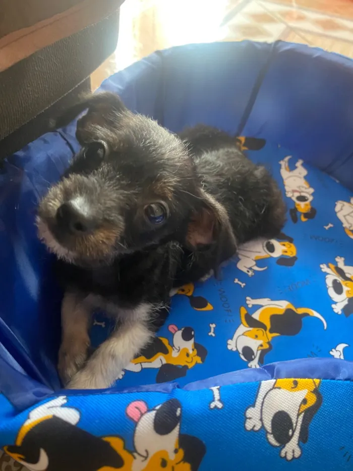 Cachorro raça SRD-ViraLata idade 2 a 6 meses nome Bob