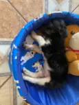 Bob