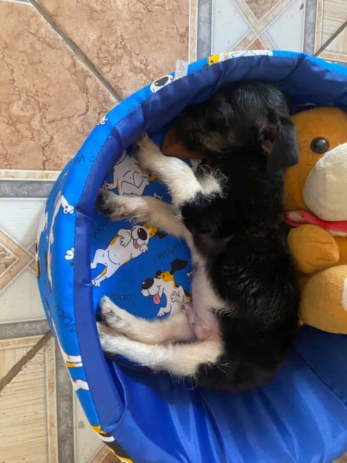 Cachorro raça SRD-ViraLata idade 2 a 6 meses nome Bob