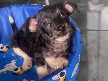 Cachorro raça SRD-ViraLata idade 2 a 6 meses nome Bob