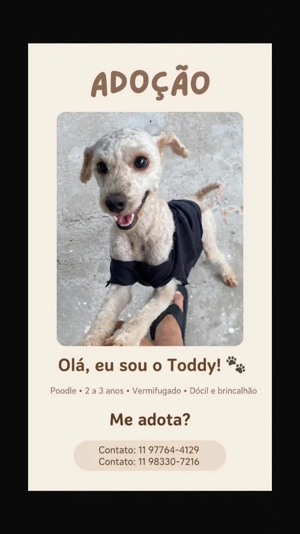 Cachorro raça Poodle idade 2 anos nome Toddy