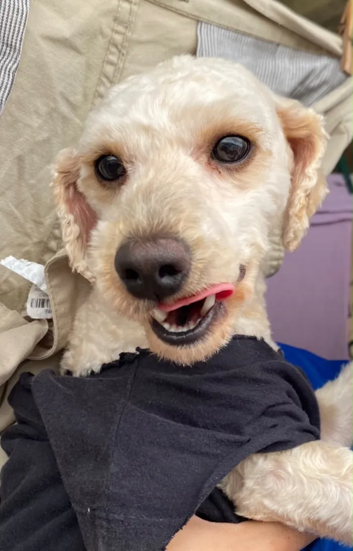 Cachorro raça Poodle idade 2 anos nome Toddy