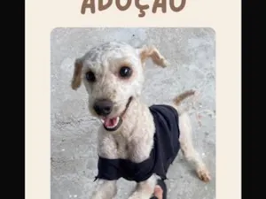 Cachorro raça Poodle idade 2 anos nome Toddy
