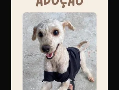 Cachorro raça Poodle idade 2 anos nome Toddy