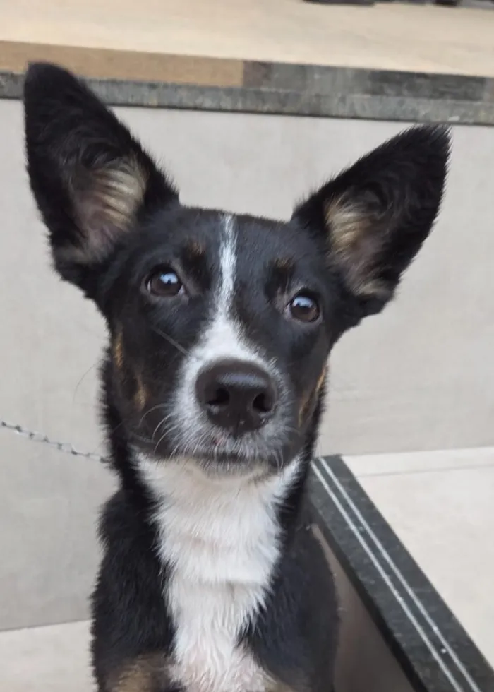Cachorro raça SRD-ViraLata idade 2 a 6 meses nome Mila