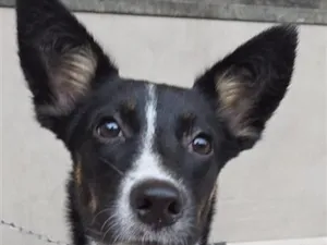 Cachorro raça SRD-ViraLata idade 2 a 6 meses nome Mila