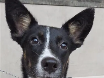 Cachorro raça SRD-ViraLata idade 2 a 6 meses nome Mila