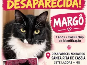 Gato raça SRD-ViraLata idade 3 anos nome Margô