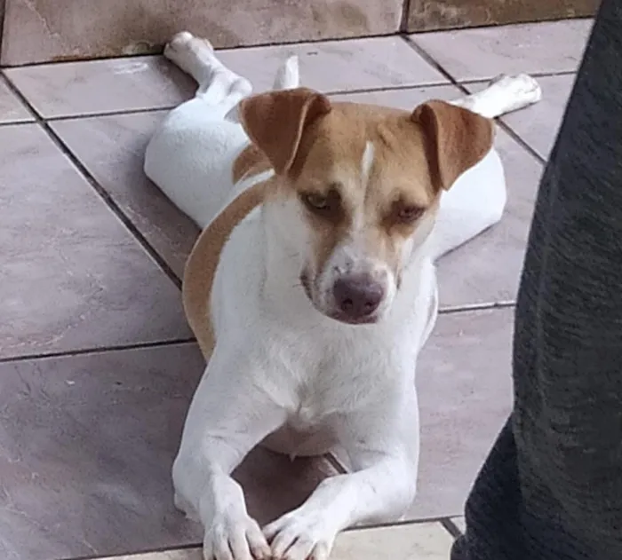 Cachorro raça SRD-ViraLata idade 4 anos nome Luna Bella 