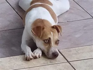 Cachorro raça SRD-ViraLata idade 4 anos nome Luna Bella 