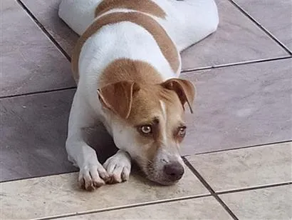 Cachorro raça SRD-ViraLata idade 4 anos nome Luna Bella 