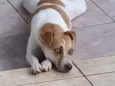 Luna Bella