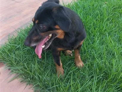 Cachorro raça SRD-ViraLata idade 2 anos nome Não sei o nome dela 