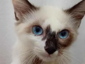 Gato raça Siamês idade 2 a 6 meses nome sem nome 