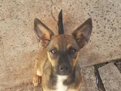Cachorro raça SRD-ViraLata idade 7 a 11 meses nome Luna