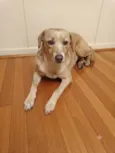 Lady