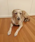 Lady 