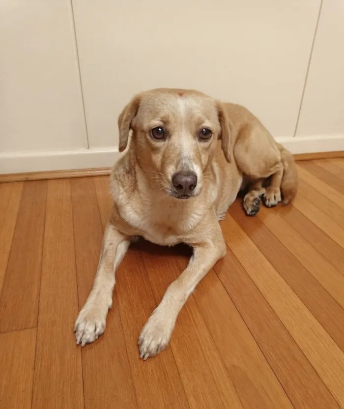 Cachorro raça SRD-ViraLata idade 2 anos nome Lady 
