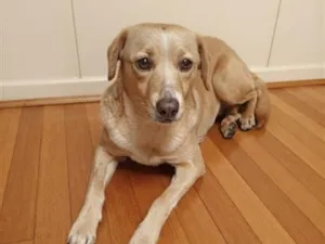 Cachorro raça SRD-ViraLata idade 2 anos nome Lady 