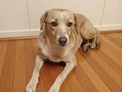 Cachorro raça SRD-ViraLata idade 2 anos nome Lady 