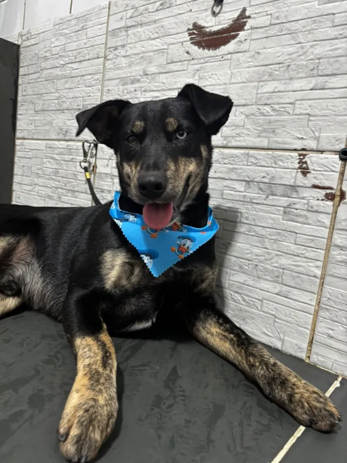 Cachorro raça SRD-ViraLata idade 3 anos nome Tales