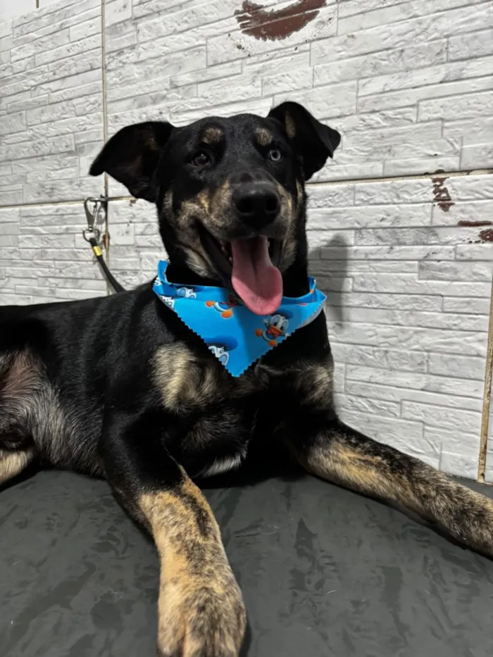 Cachorro raça SRD-ViraLata idade 3 anos nome Tales