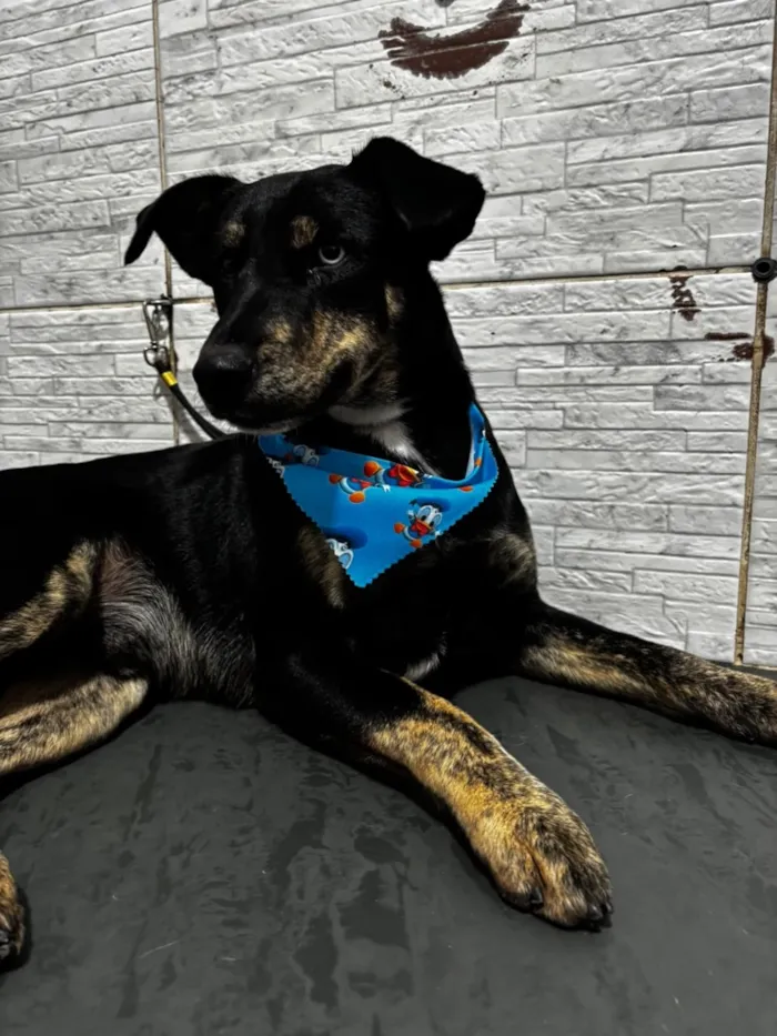 Cachorro raça SRD-ViraLata idade 3 anos nome Tales