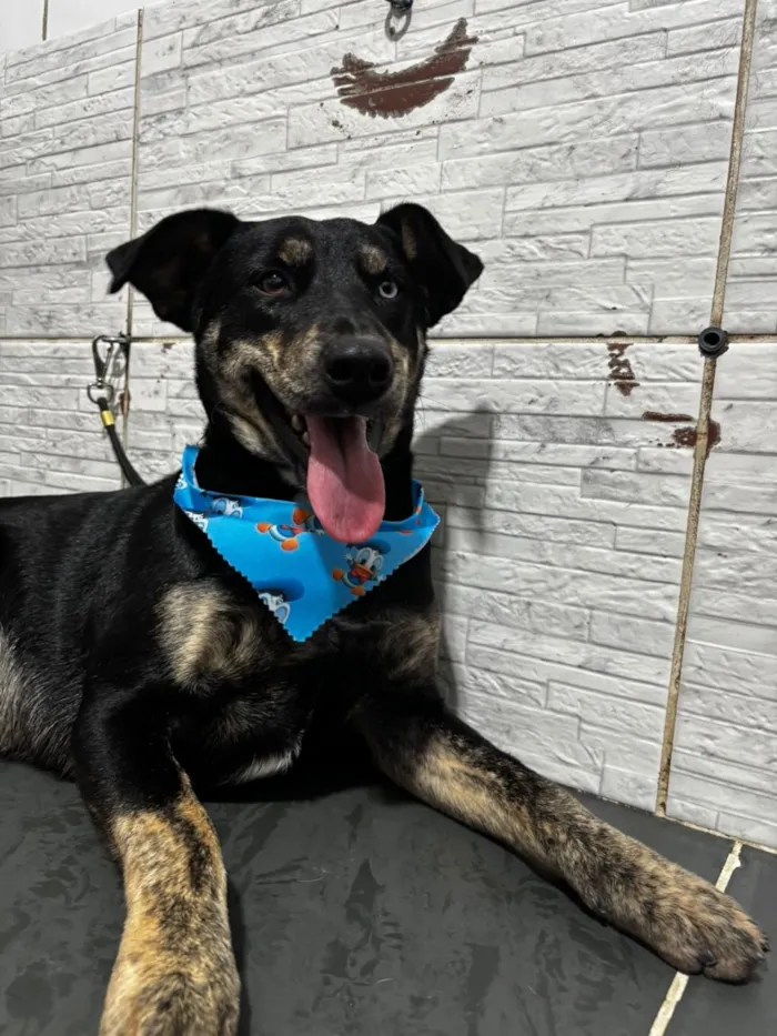 Cachorro raça SRD-ViraLata idade 3 anos nome Tales