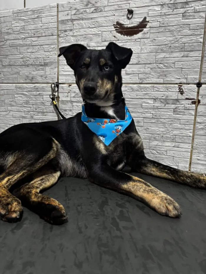 Cachorro raça SRD-ViraLata idade 3 anos nome Tales