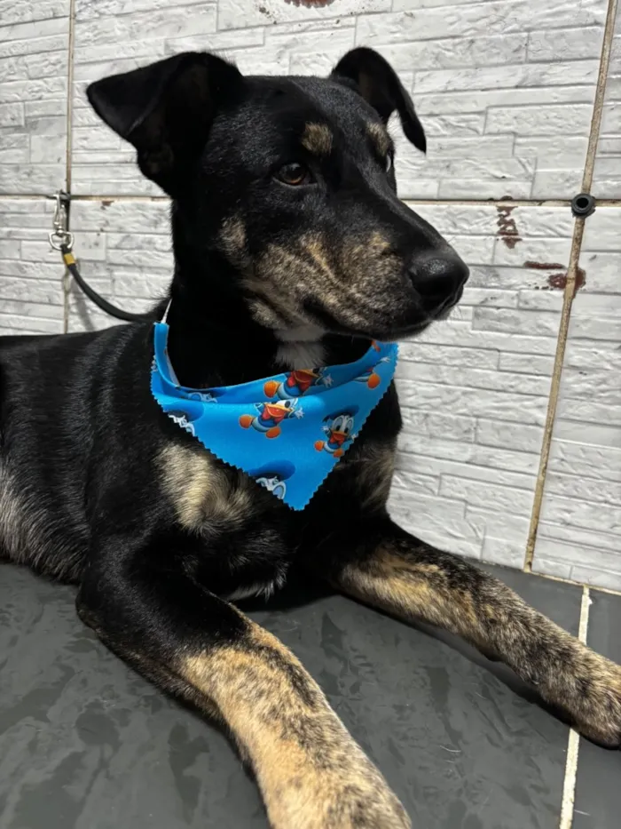 Cachorro raça SRD-ViraLata idade 3 anos nome Tales