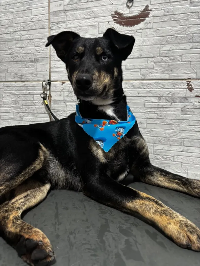 Cachorro raça SRD-ViraLata idade 3 anos nome Tales