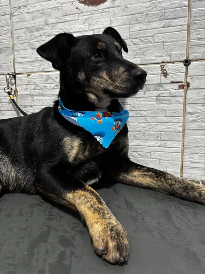 Cachorro raça SRD-ViraLata idade 3 anos nome Tales