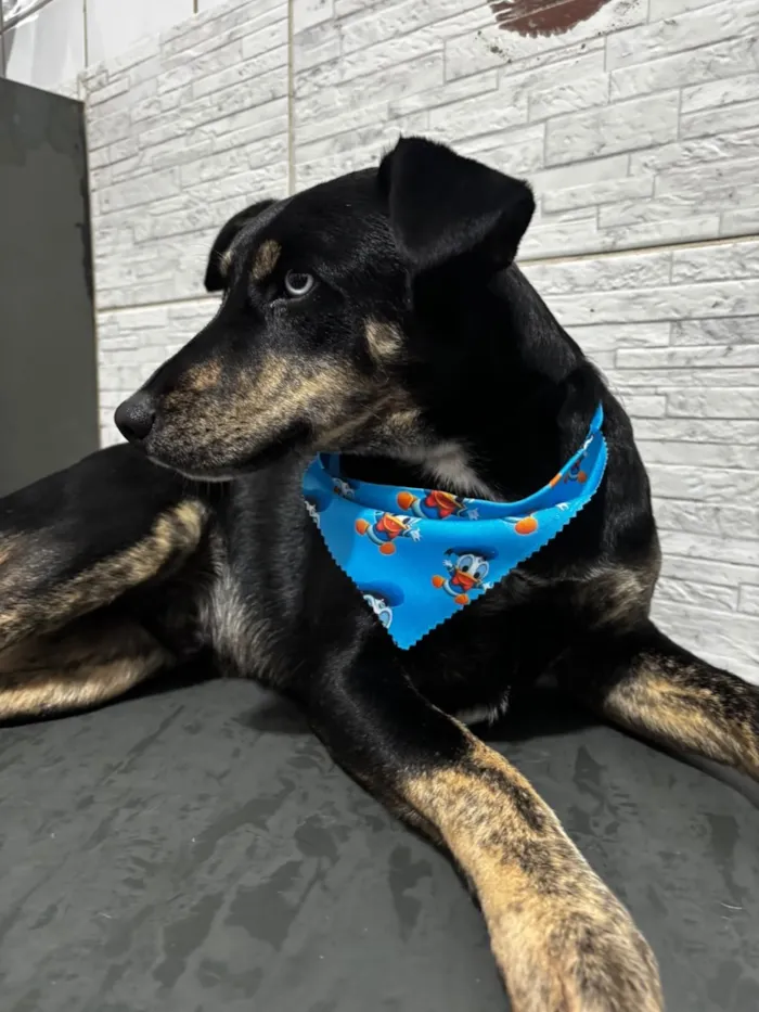 Cachorro raça SRD-ViraLata idade 3 anos nome Tales