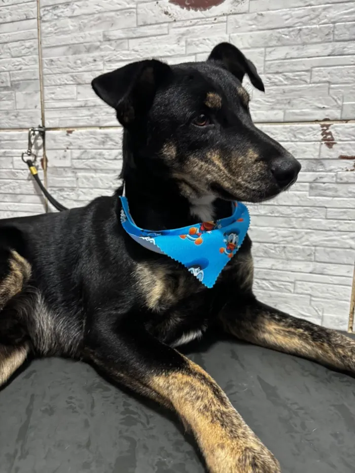 Cachorro raça SRD-ViraLata idade 3 anos nome Tales