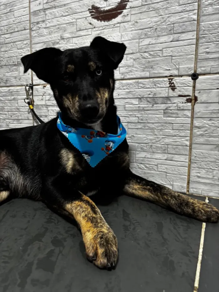 Cachorro raça SRD-ViraLata idade 3 anos nome Tales