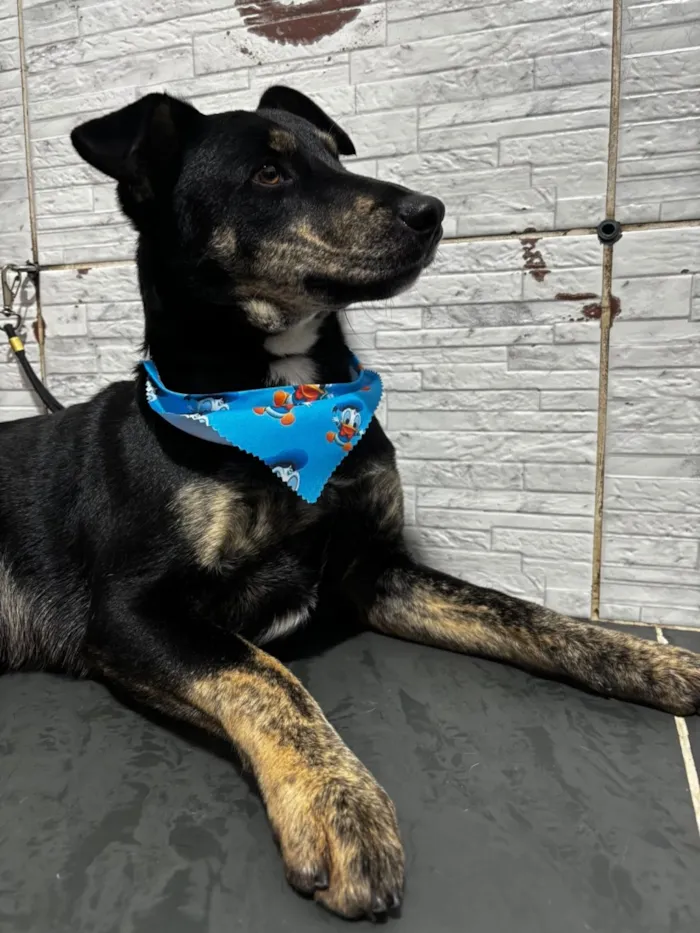 Cachorro raça SRD-ViraLata idade 3 anos nome Tales