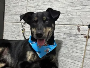 Cachorro raça SRD-ViraLata idade 3 anos nome Tales