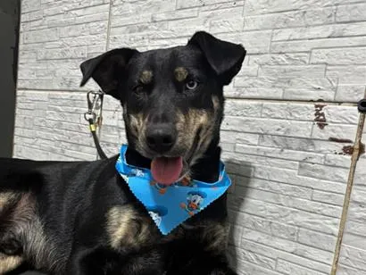 Cachorro raça SRD-ViraLata idade 3 anos nome Tales