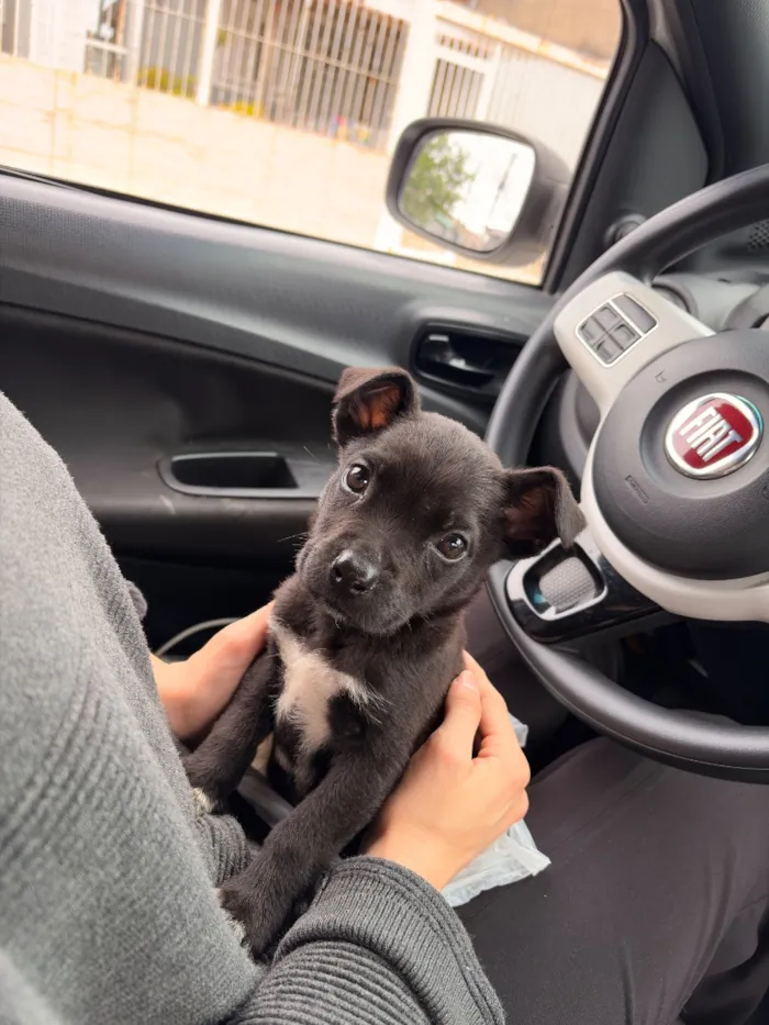 Cachorro raça SRD-ViraLata idade Abaixo de 2 meses nome Julio