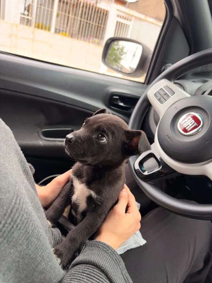 Cachorro raça SRD-ViraLata idade Abaixo de 2 meses nome Julio